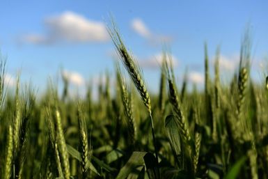 The scientific commission of Argentina's agriculture ministry said it had approved a drought-resistant variety of wheat in the world's fourth-largest exporter of the crop