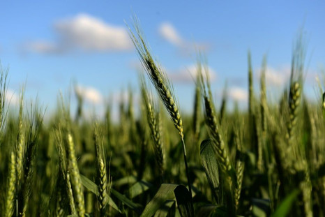 The scientific commission of Argentina's agriculture ministry said it had approved a drought-resistant variety of wheat in the world's fourth-largest exporter of the crop
