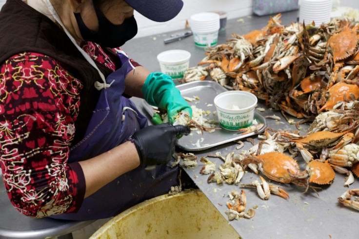 There are few takers for the tough, seasonal work of separating crab meat from their shells