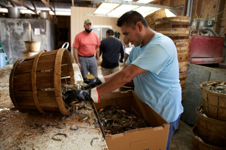 Blue crabs from Maryland's Chesapeake Bay are known across the United States