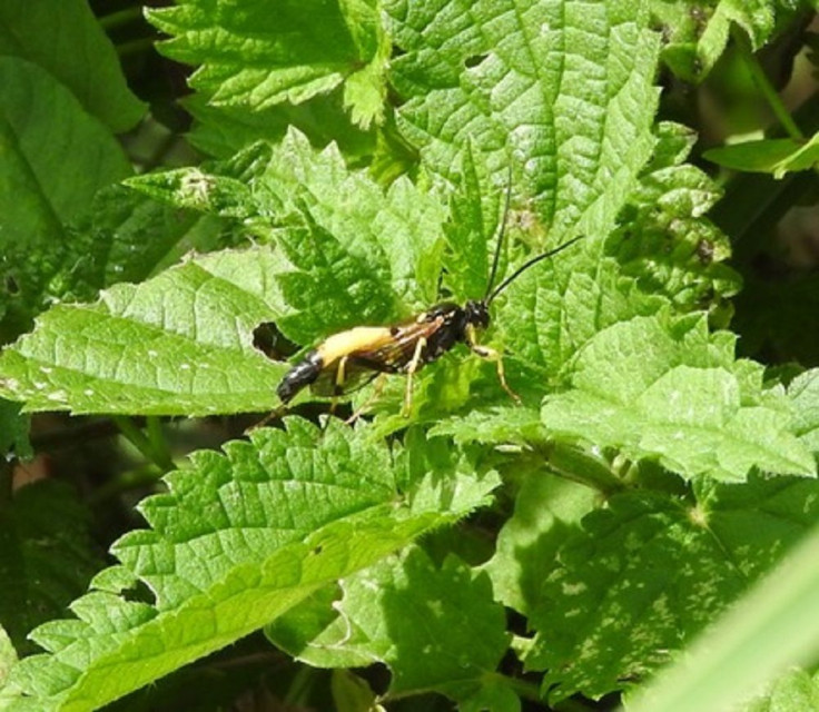 Ichneumonidae