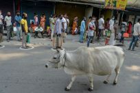 Cows are considered sacred by the country's majority Hindus and eating beef is banned in many states.
