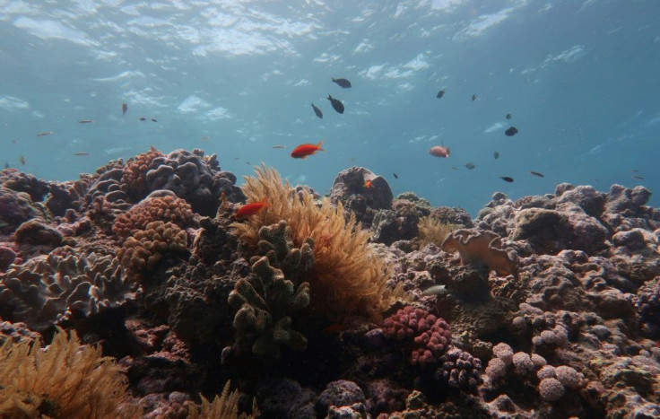 Scientists warned climate change is irreversibly changing the Great Barrier Reef's ecosystem