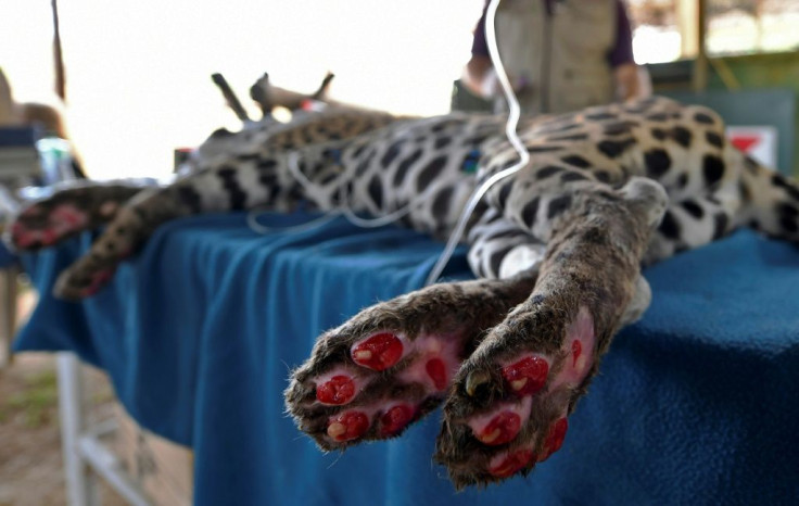 Jaguar Amanaci suffered third degree burns from the Pantanal fires and may never be able to be released into the wild again