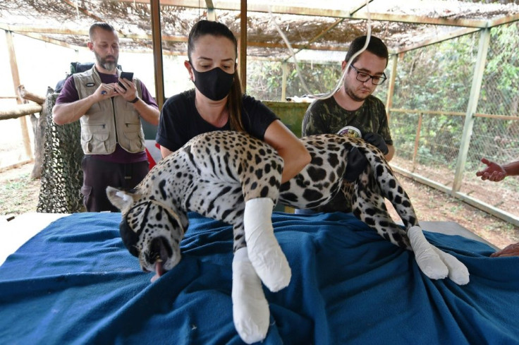 Vets from the Nex Institute in Brazil have been treating Amanaci with stem cells to try to encourage her burnt skin and tissue to grow back