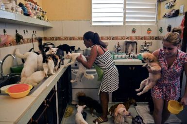 Cuban Noris Perez and her daughter feed cats and dogs at a private animal shelter in Havana -- Cuba will soon pass its first law to protect animal rights