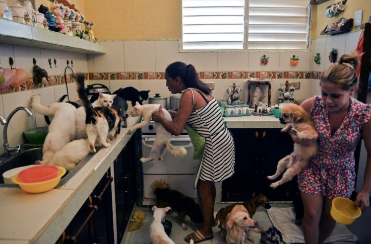 Cuban Noris Perez and her daughter feed cats and dogs at a private animal shelter in Havana -- Cuba will soon pass its first law to protect animal rights