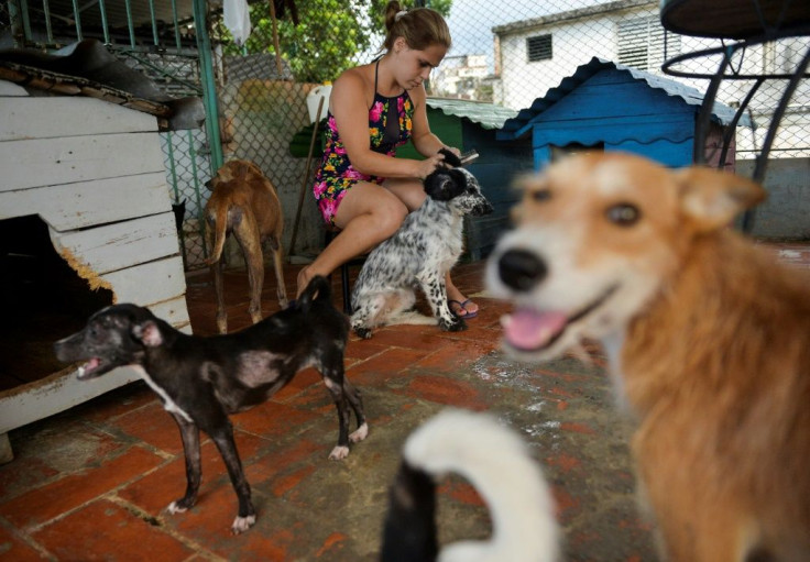 Private shelters are often the only hope for abandoned dogs in Havana