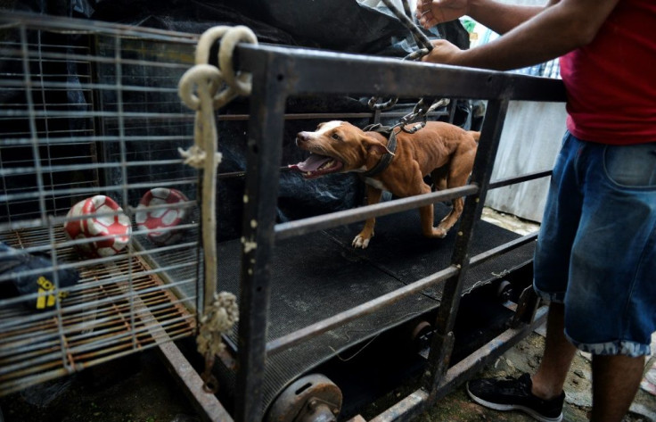 A man trains his dog for an illegal fight -- which often attract big bets in Cuba