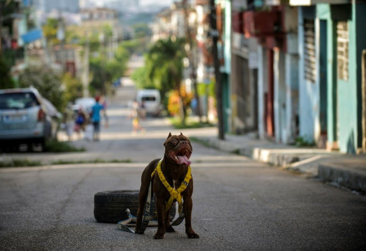 A dog is prepared for a canine beauty contest in Havana