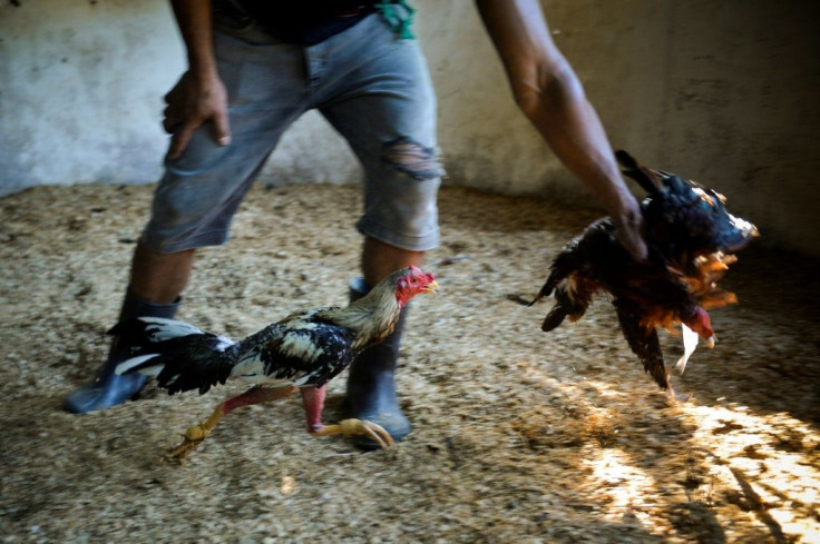 In training -- cock fighting is a traditional sport in many parts of the world