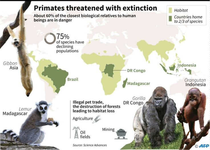 Most gibbons are monogamous, but N. hainanus live in families with one male, two females and immature offspring
