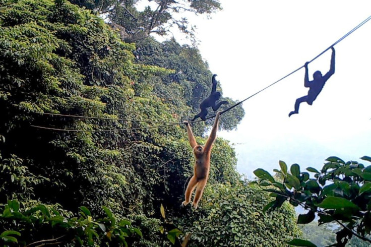 Some Hainan gibbons strode across the mountaineering-grade ropes like tight-rope walkers, while others moved underneath, swinging arm to arm