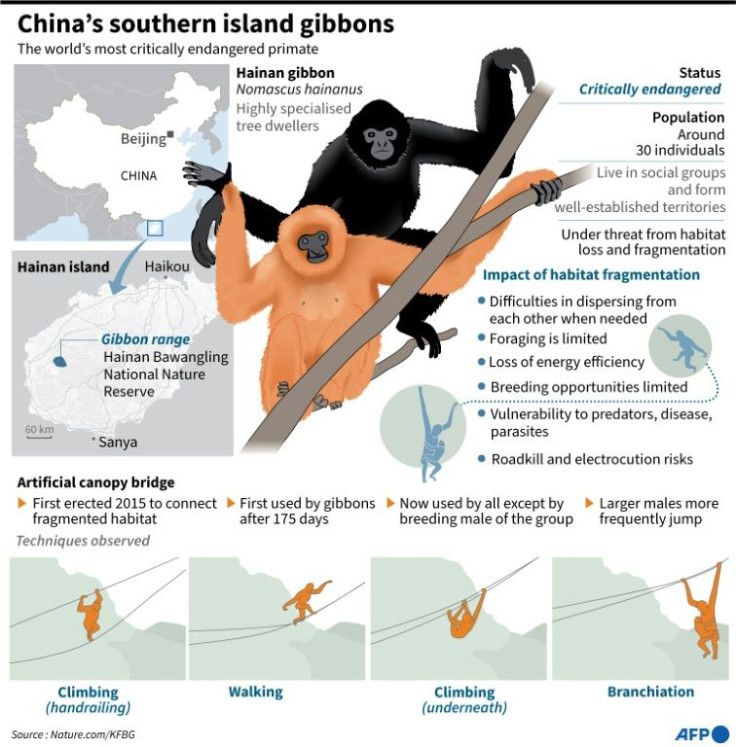 The Hainan gibbons population was estimated at 2,000 individuals in the 1950s, but during the 1970s their numbers plunged to singe digits