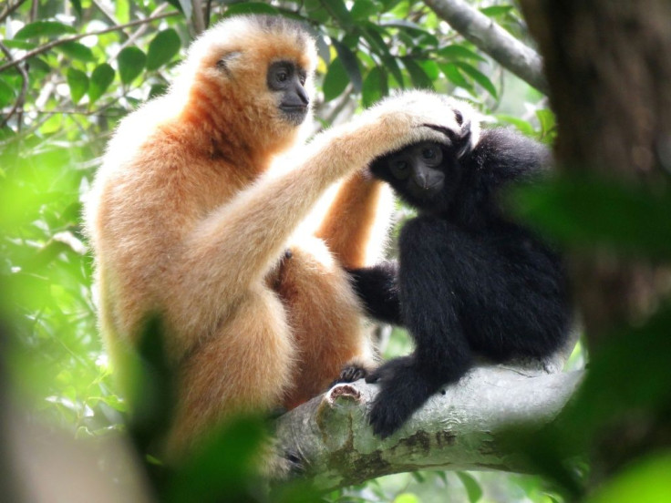 There are 20 identified gibbon species across Asia. Most are either "endangered" or "critically endangered"