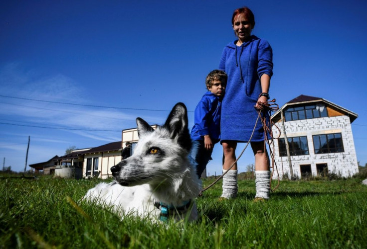Plombir, whose white fur matches the colour of the beloved Soviet ice cream he was named after, is not a canine best friend