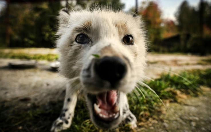 Russian scientists have bred foxes for decades as part of an experiment in Siberia to study how wild animals are domesticated