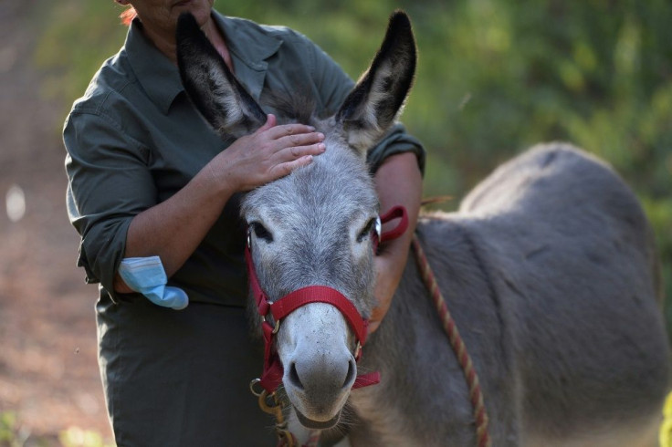 The 'Doctor Donkey' project began in late June as a way of offering respite to stressed-out medics in Spain