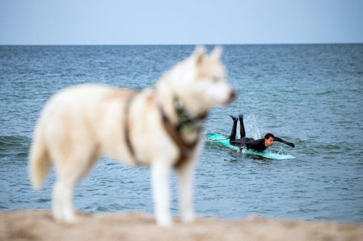 A surfer catches a small wave as a dog stands on the beach on September 30, 2020 in Klitmoller, Denmark