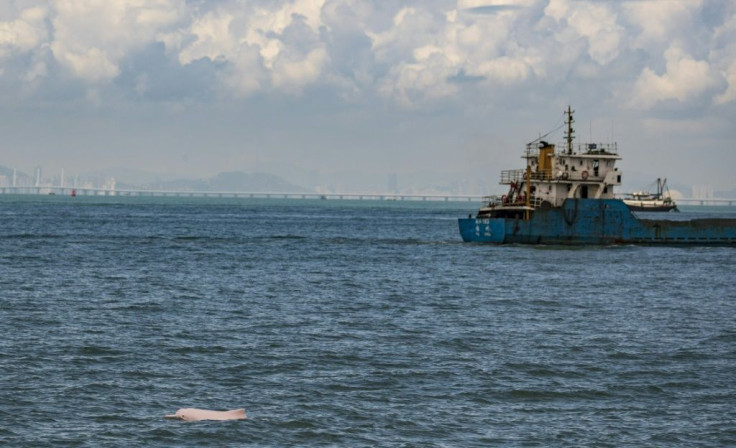 The rare pink dolphins are returning to the waters between Hong Kong and Macau after the coronavirus pandemic halted ferries