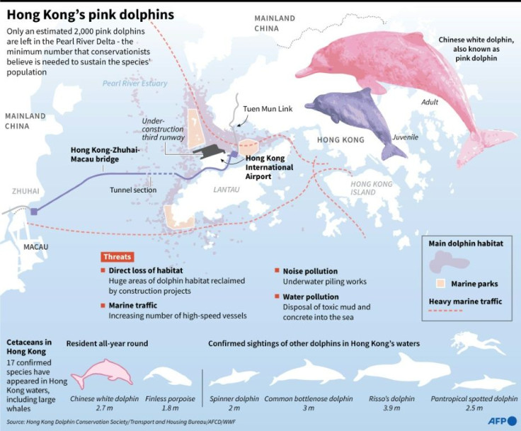 Factfile on Chinese white dolphins, also known as Hong Kong pink dolphins.