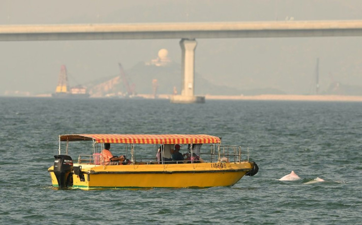 The population of pink dolphins has fallen by 70-80 percent in the past 15 years, in what is one of the world's most industrialised estuaries