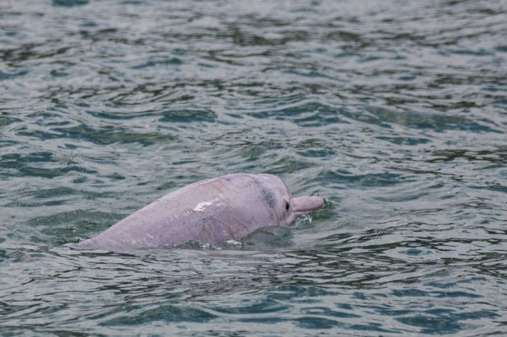 Researchers think recent findings could provide an opportunity for conservationists to 'turn the tide' for the vulnerable dolphin population