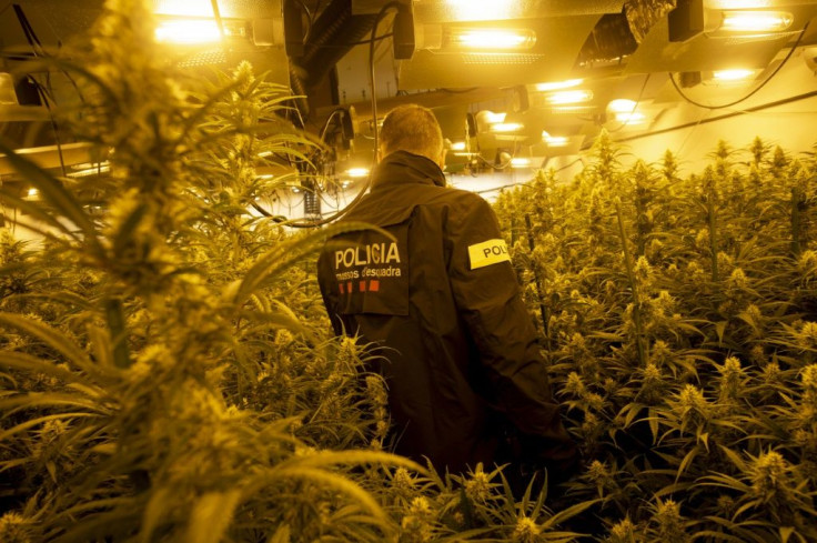 After decades as the gateway for Moroccan hashish to enter Europe, Spain is now seeing illegal plantations multiply