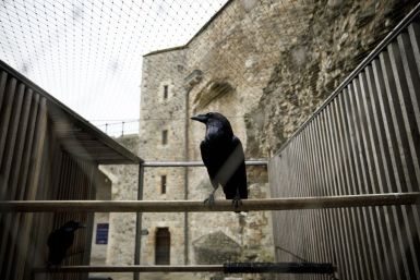 The ravens at the Tower of Raven are some of the world's most famous birds