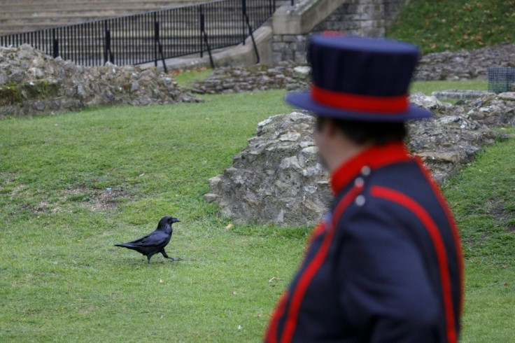 Skaife said that during lockdown the ravens were given more freedom to explore other parts of the Tower