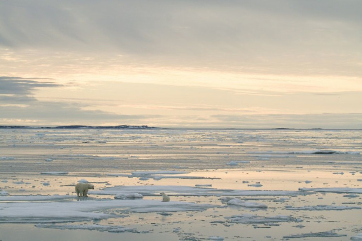 Global warming, which reduces the part of the Arctic Ocean that is permanently covered by ice, puts at risk species such as polar bears