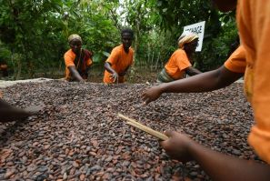 Cocoa producers currently have very little power over prices