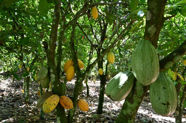 Cocoa is a fragile and perishable commodity, complicating storage