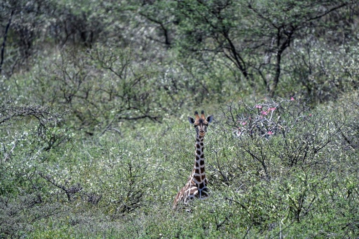 A Rothschild subspecies of giraffe on Lake Baringo faces the threat of rising lake waters