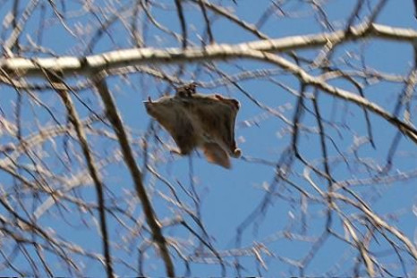Flying_squirrel_in_a_tree