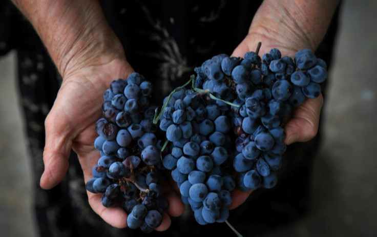 Winemaker Fakhria Eli crushes holds red grapes in the historic city of Shaqlawah