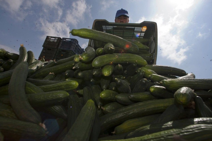 A farmer throws out a cucumber crop