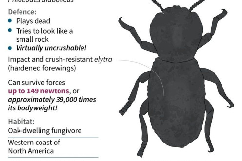 Facts about the diabolical ironclad beetle.