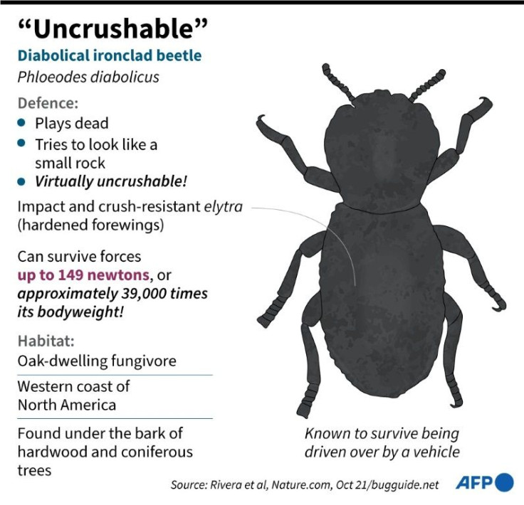 Facts about the diabolical ironclad beetle.