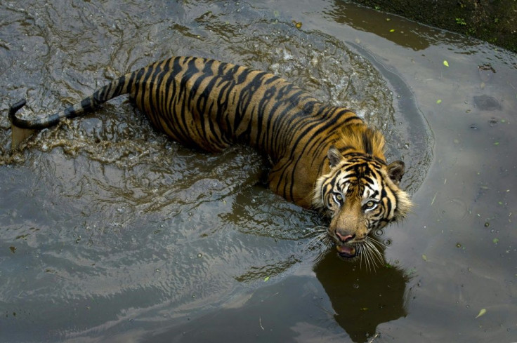 Last month the WWF's biennial Living Planet Index showed that wild populations of animals, birds, fish and plants have plummeted nearly 70 percent since 1970