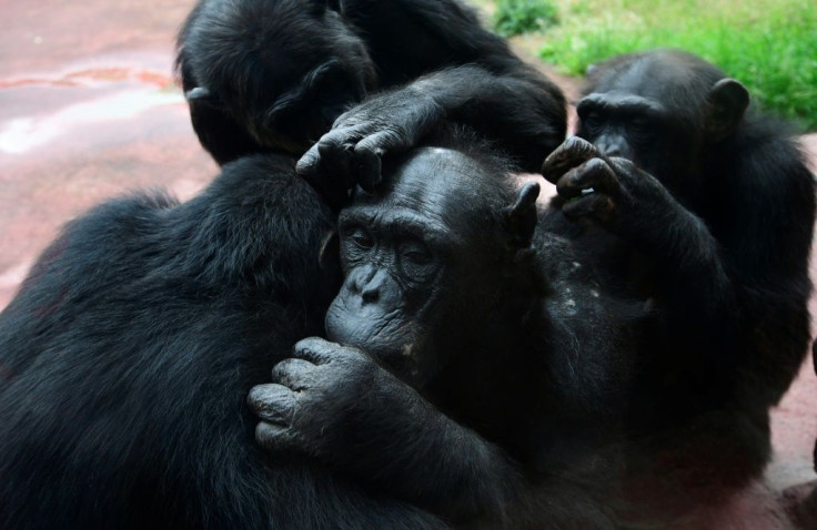 Male friends groom one another, hunt and share meat together, collectively patrol the boundaries of their territories, and form alliances to attain and keep high rank in their groups, which in turn leads to more individual reproductive success