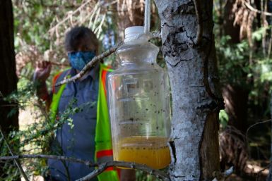 A bottle containing orange juice and rice cooking wine is set as a trap by Jenni Cena, pest biologist and trapping supervisor from the Washington State Department of Agriculture (WSDA), in an effort to catch Asian Giant Hornets, also known as murder horne