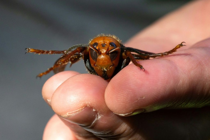A sample specimen of a dead Asian Giant Hornet from Japan, also known as a murder hornet, is shown by a pest biologist from the Washington State Department of Agriculture on July 29, 2020 in Bellingham, Washington