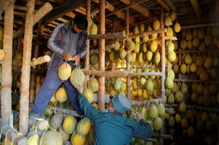 This year, the melon growing season has been especially good