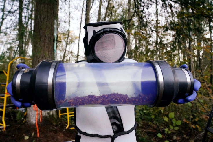 Sven Spichiger, Washington State Department of Agriculture managing entomologist, displays a canister of Asian giant hornets vacuumed from a nest in a tree in Blaine, Washington state