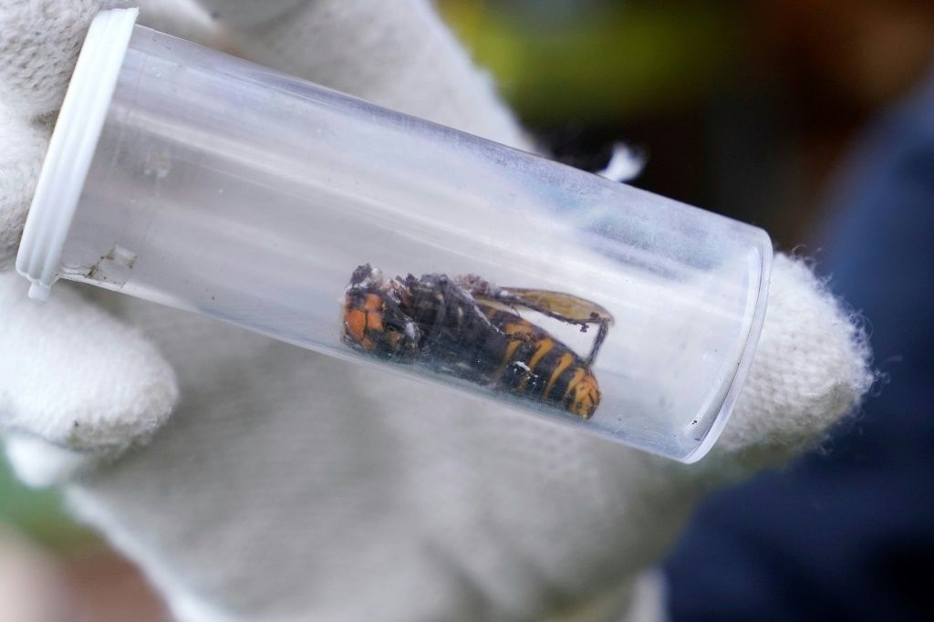 Scientists Discover How To Trap Invasive Giant Hornets Using Sex Ibtimes 7683