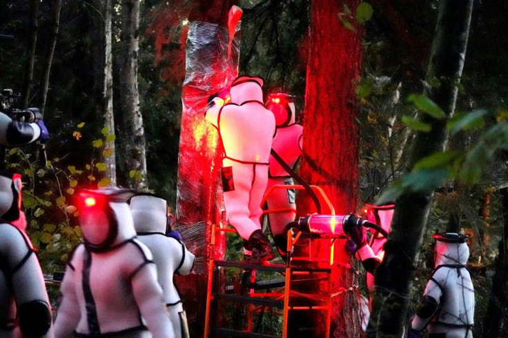 Workers wearing protective suits, illuminated with red lamps, vacuum a nest of Asian giant hornets from a tree in Blaine, Washington state