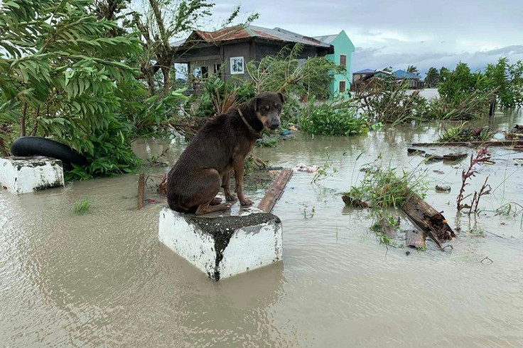 A dog sits on a submerged concrete post in Pola, Oriental Mindoro province, after the typhoon hit
