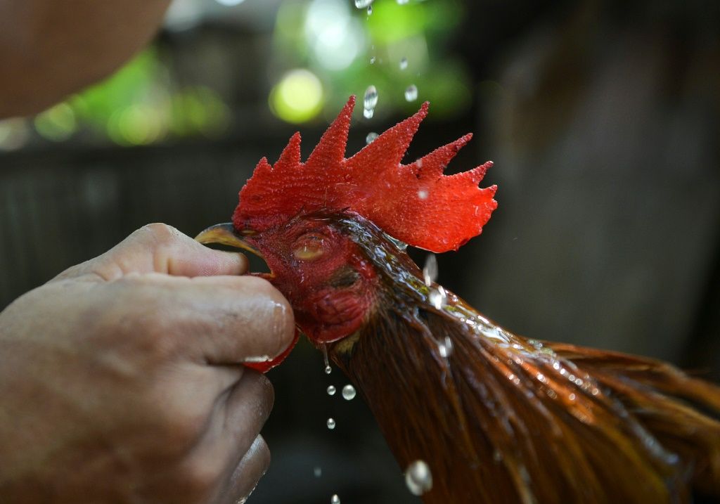 How A Rooster Killed A Police Officer During A Cockfight Raid 