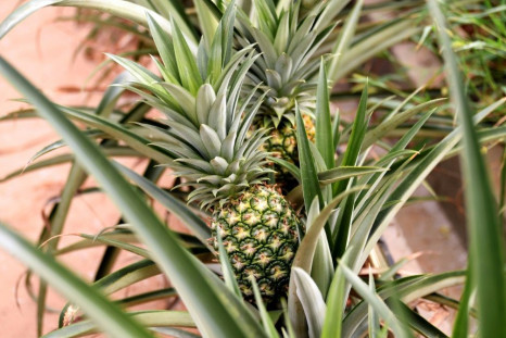 Thai pineapple exporter Natural Fruit has previously denied allegations of workplace abuse